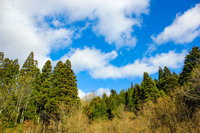 Low angle view of trees against sky