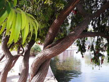 Tree by lake against sky