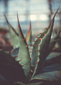 Close-up of succulent plant