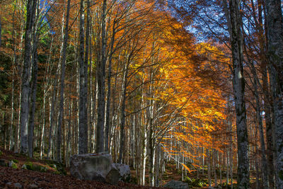 Trees in forest during autumn