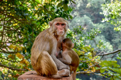 Monkey sitting on tree