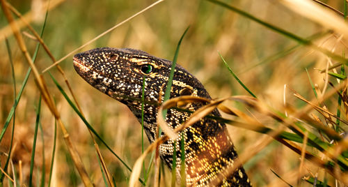 Close up of water monitor