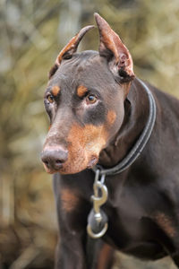 Close-up of a dog looking away