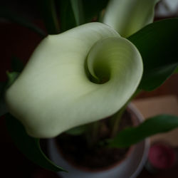 Macro shot of flower bud