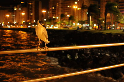 Bird in a city
