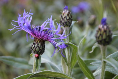 Close-up of honey bee on purple flowering plant