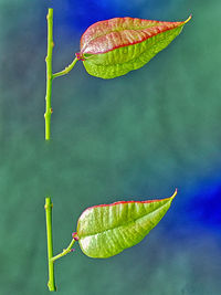 Close-up of green leaves