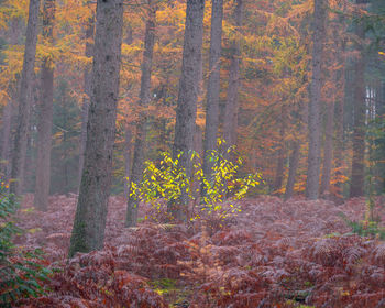 Trees in forest during autumn