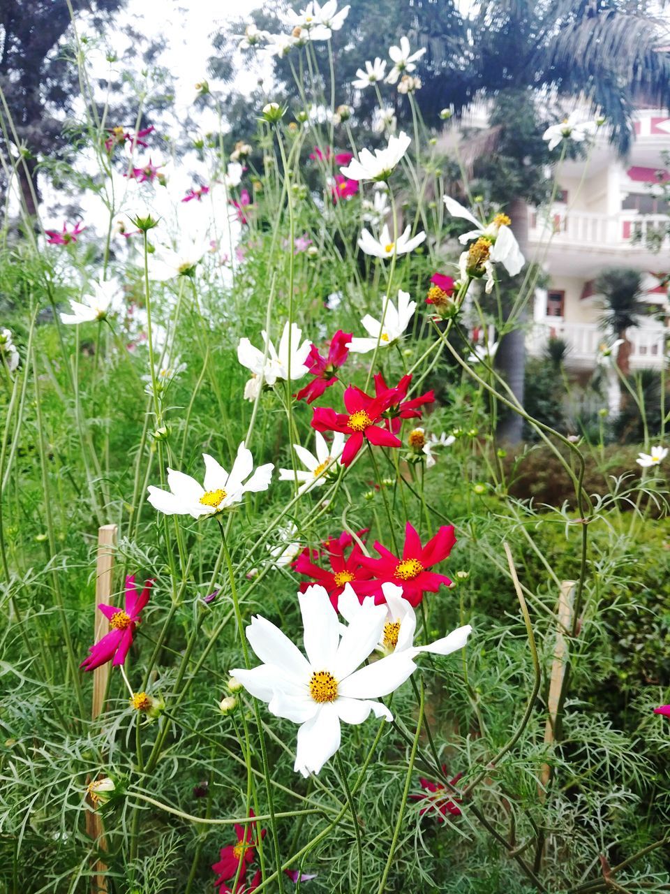 flower, petal, fragility, growth, freshness, plant, blooming, beauty in nature, nature, flower head, grass, in bloom, day, leaf, field, white color, no people, stem, blossom, outdoors