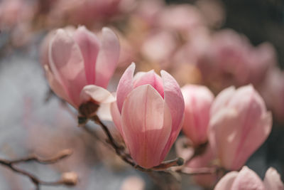 Close-up of pink magnolia