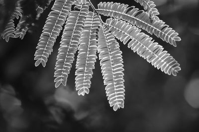 Close-up of leaves on plant during winter