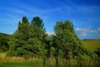 Trees on landscape against sky