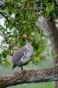 Bird perching on tree branch