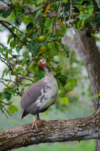 Guinea fowl on branch
