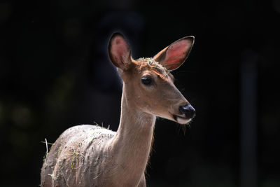 Close-up of deer in sunlight