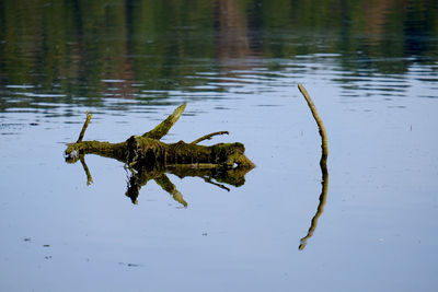 Grasshopper on lake
