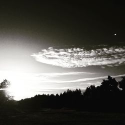 Silhouette of trees at sunset