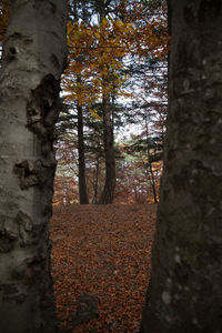 Close-up of tree trunk during autumn