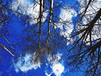 Low angle view of bare trees against blue sky