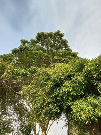 Low angle view of trees against sky