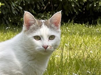 pet