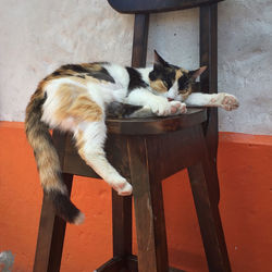 Cat sitting on floor