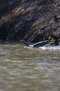 Bird swimming in lake