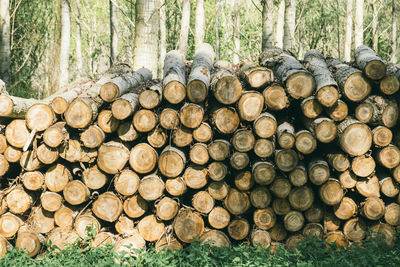 Stack of logs in forest