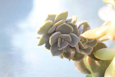 Close-up of succulent plant against sky