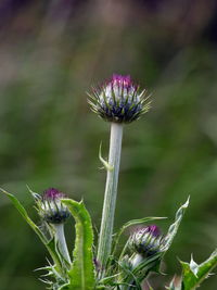 Close-up of purple flowering plant