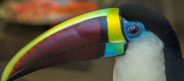 Close-up of parrot