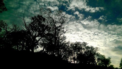 Low angle view of trees against sky