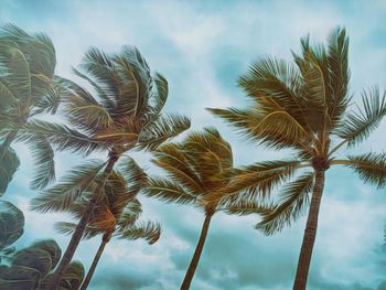 Low angle view of coconut palm trees against cloudy sky