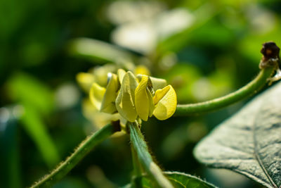 This is the asparagus bean flower close-up macro shot in the morning.