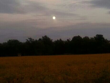 tranquil scene, tranquility, sky, scenics, sunset, tree, landscape, beauty in nature, field, silhouette, nature, cloud - sky, idyllic, dusk, moon, grass, night, outdoors, growth, dark