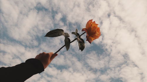 Low angle view of hand holding flower against sky