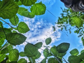 Low angle view of leaves against sky