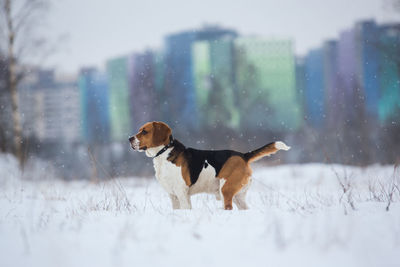 Dog looking away on snow field