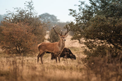 Deer standing in a field