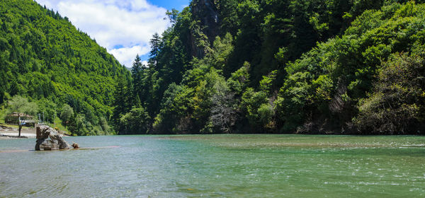 Scenic view of river amidst trees against sky