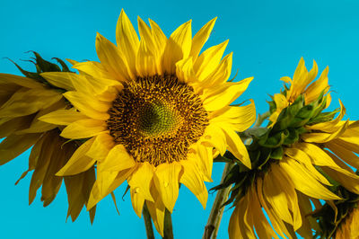 Close-up of sunflower