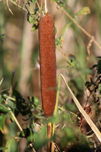 Close-up of plant