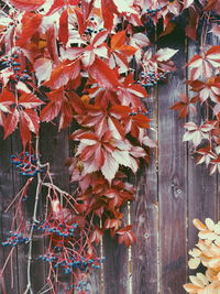 Close-up of autumn leaves on wood