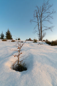 Bare tree on snow covered landscape