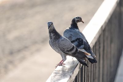 Close-up of bird perching on railing