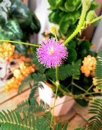 Close-up of flower blooming outdoors