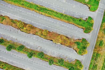 High angle view of plants growing on field