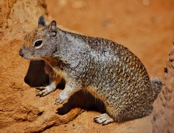 Close-up of squirrel