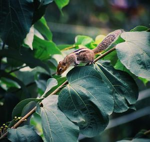 Close-up of squirrel on leaf