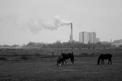 Horses grazing on field